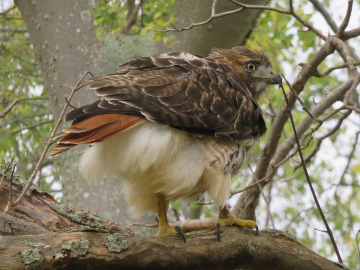Red-tailed Hawk - Deb Caron