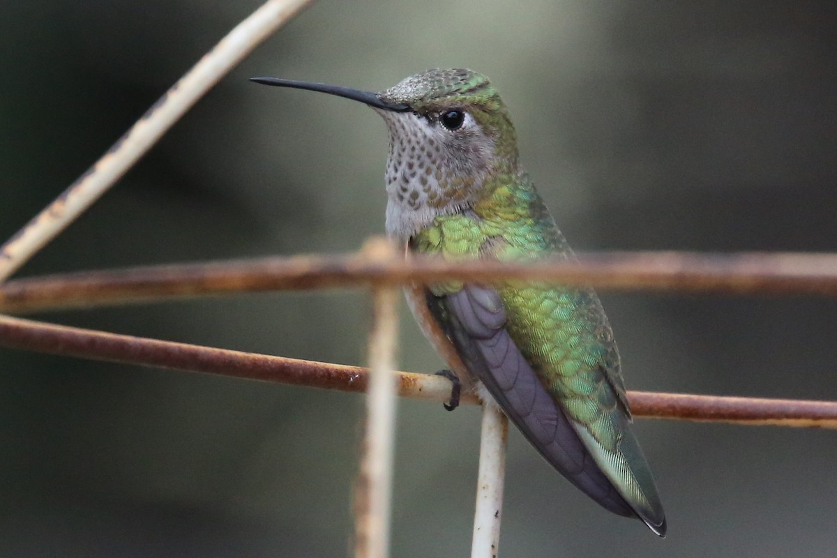 Broad-tailed Hummingbird - Dale Adams