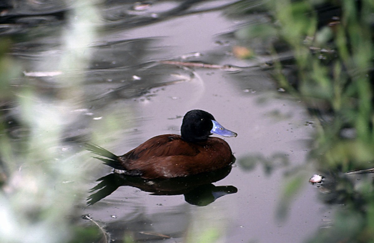Lake Duck - Josep del Hoyo