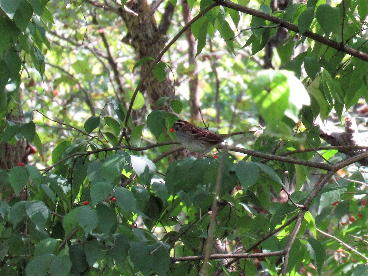 White-throated Sparrow - Lori Zabel