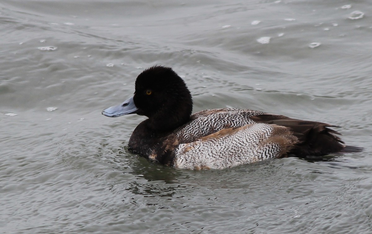 Greater Scaup - ML70387511