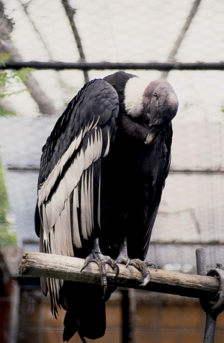 Andean Condor - Josep del Hoyo