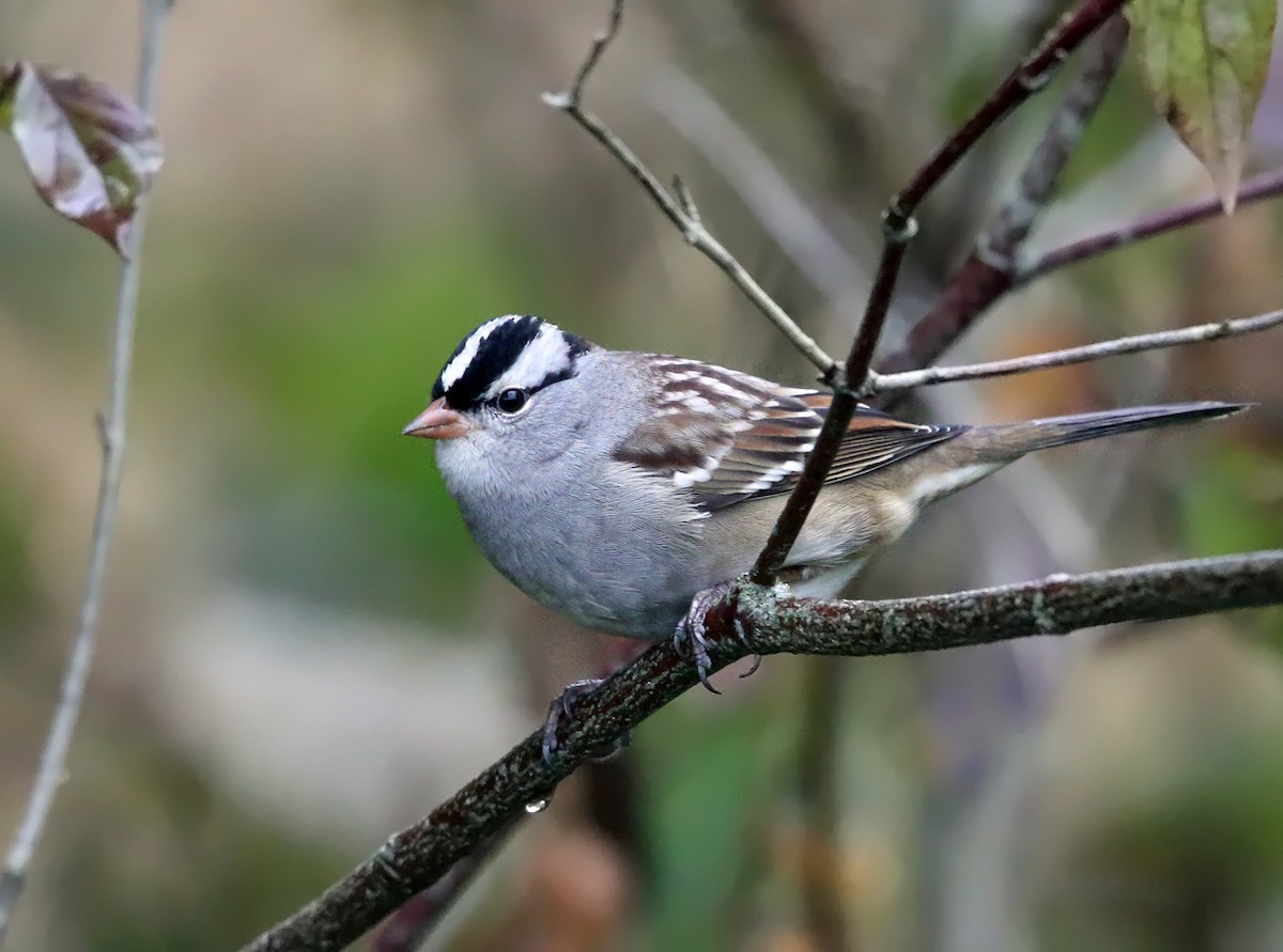 White-crowned Sparrow - ML70388241