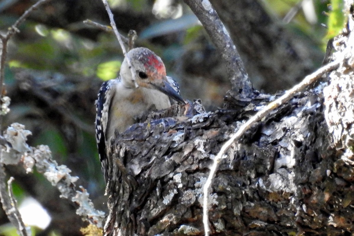 Red-bellied Woodpecker - Missy McAllister Kerr