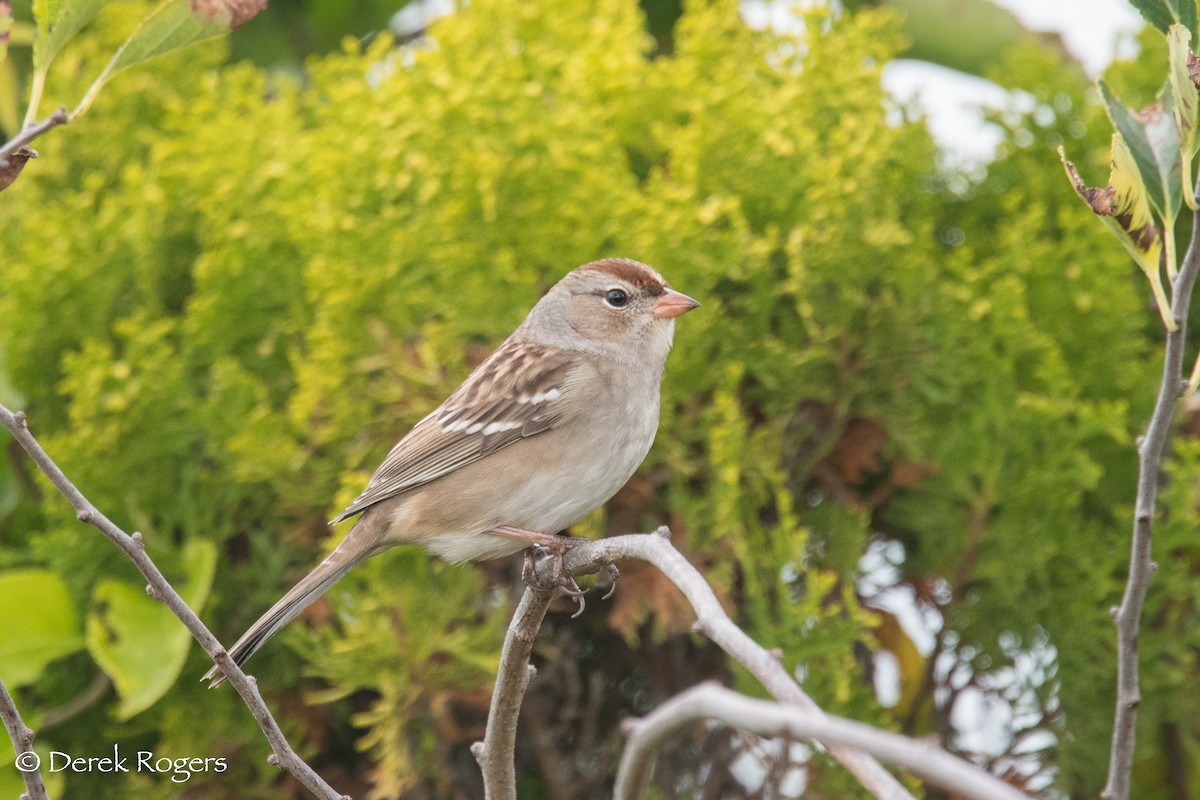 White-crowned Sparrow - Derek Rogers