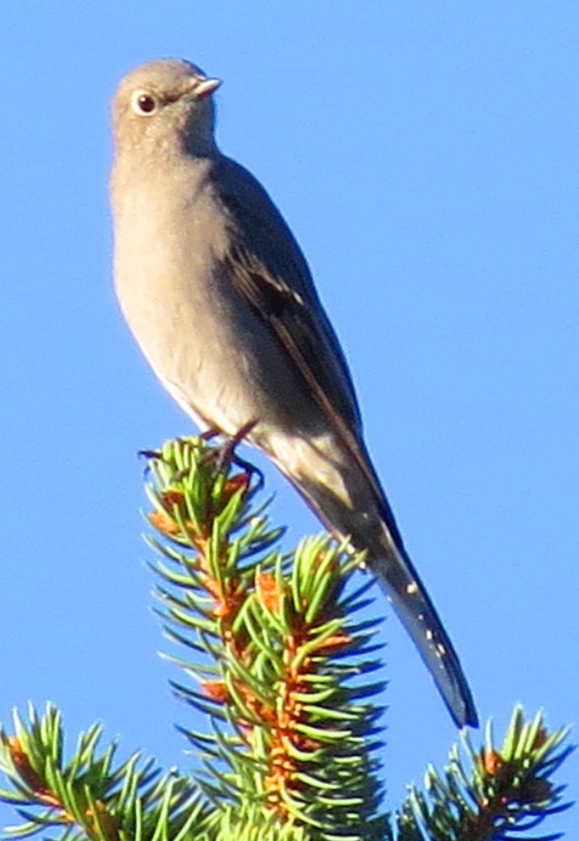 Townsend's Solitaire - ML70396221