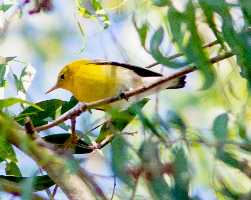 Prothonotary Warbler - Tito Gonzalez