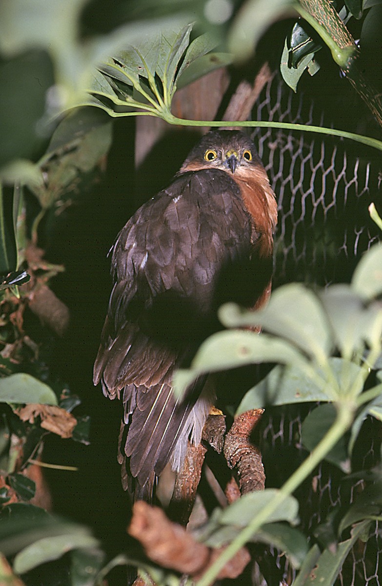 Rufous-breasted Sparrowhawk (Rufous-breasted) - Josep del Hoyo