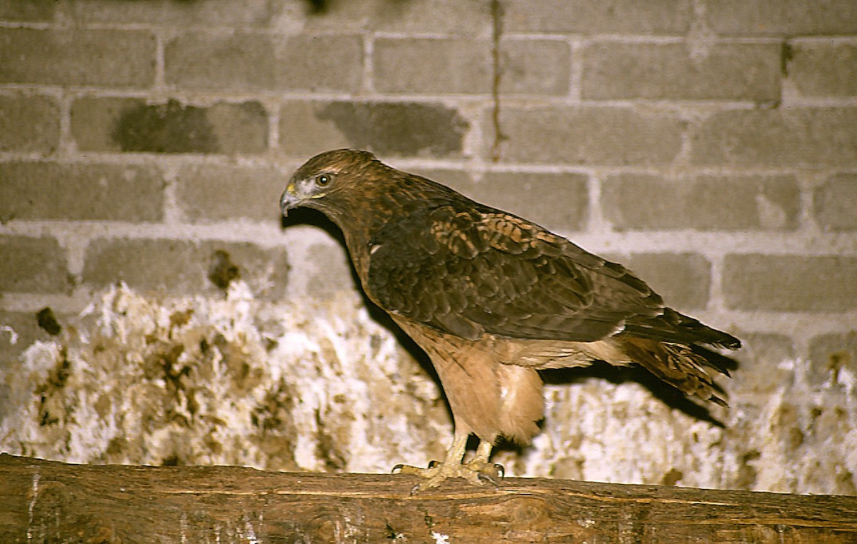 Red-tailed Hawk - Josep del Hoyo