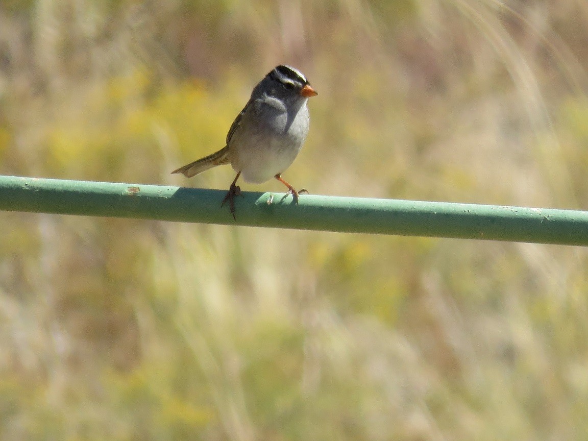 White-crowned Sparrow - ML70404511