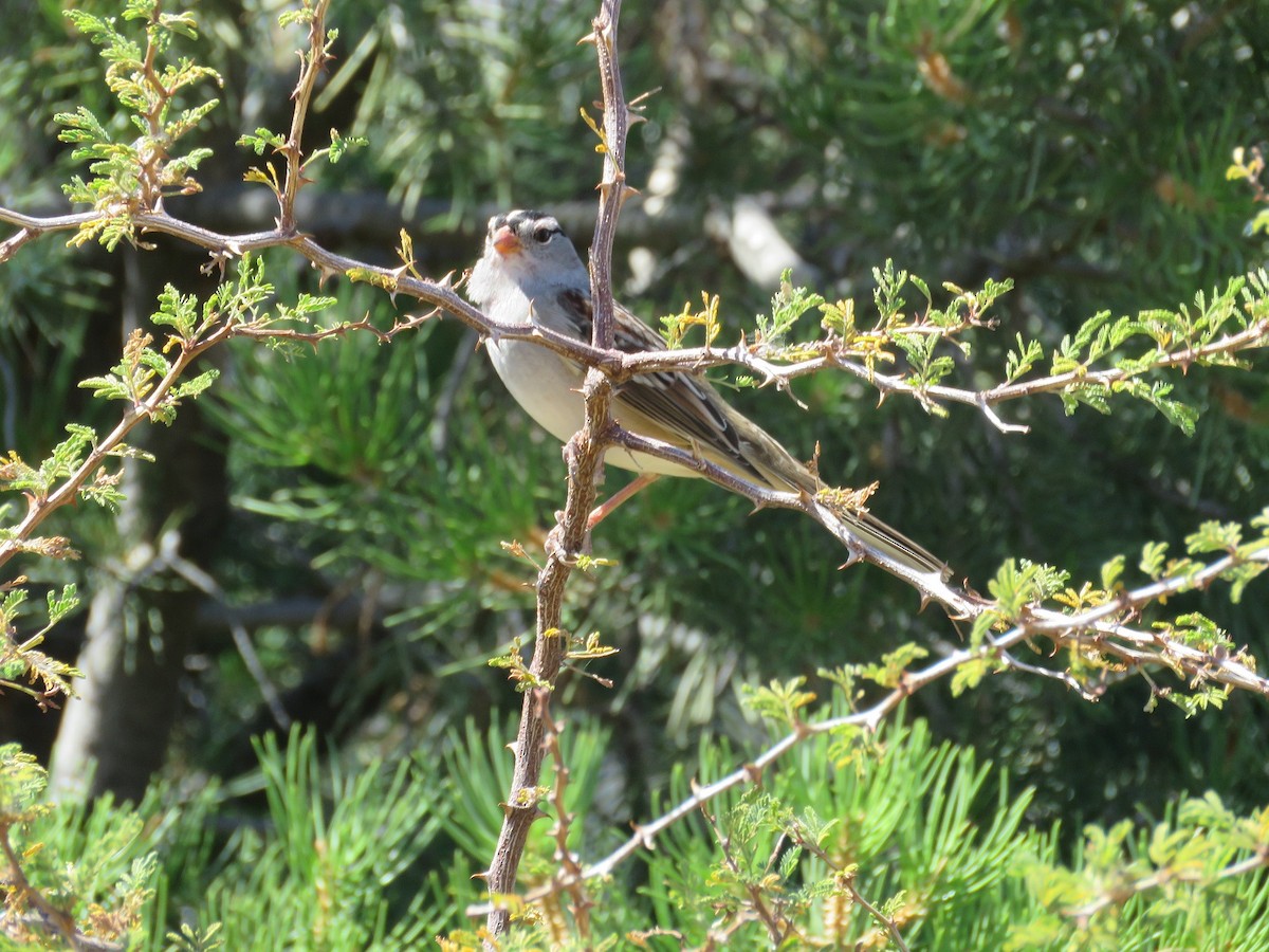 White-crowned Sparrow - ML70404521