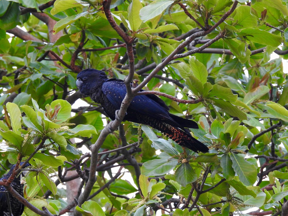 Red-tailed Black-Cockatoo - Michael Daley