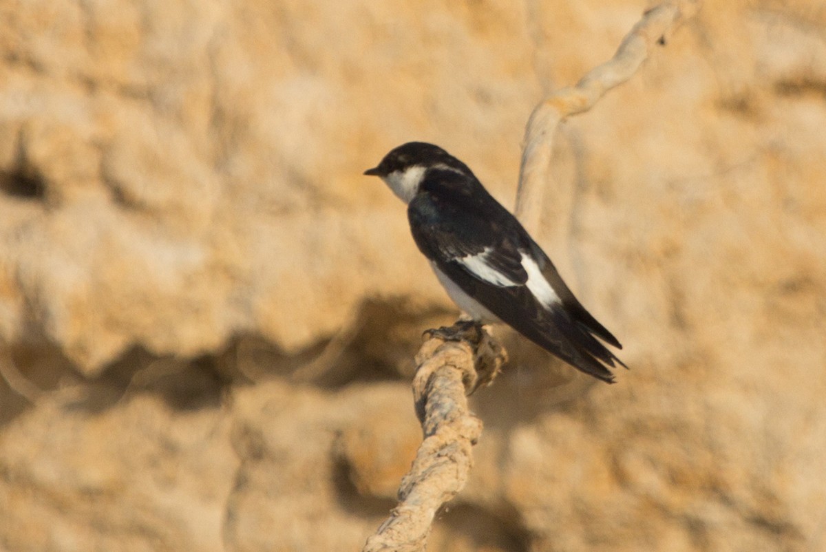 White-winged Swallow - ML70405531