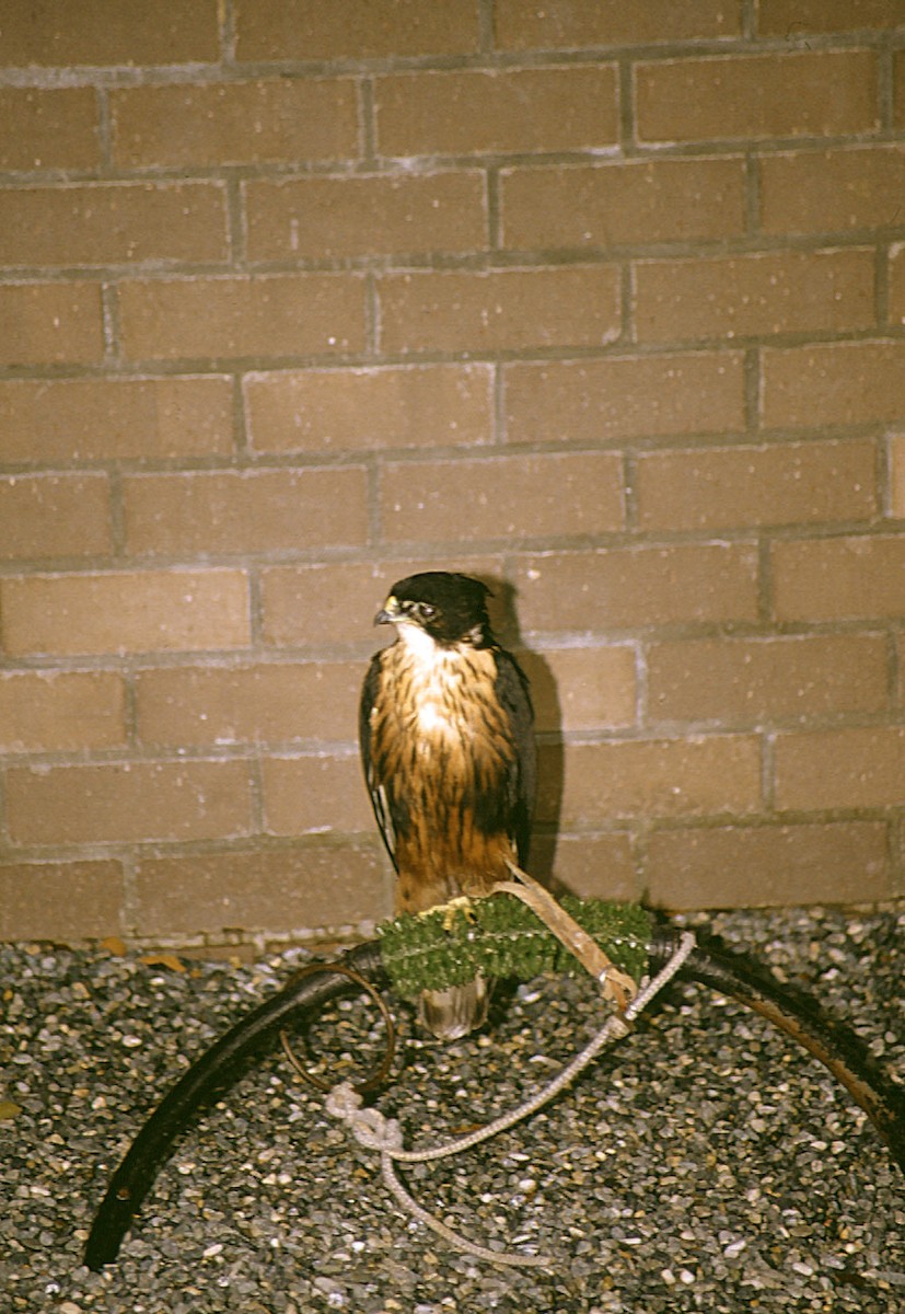 Rufous-bellied Eagle - Josep del Hoyo