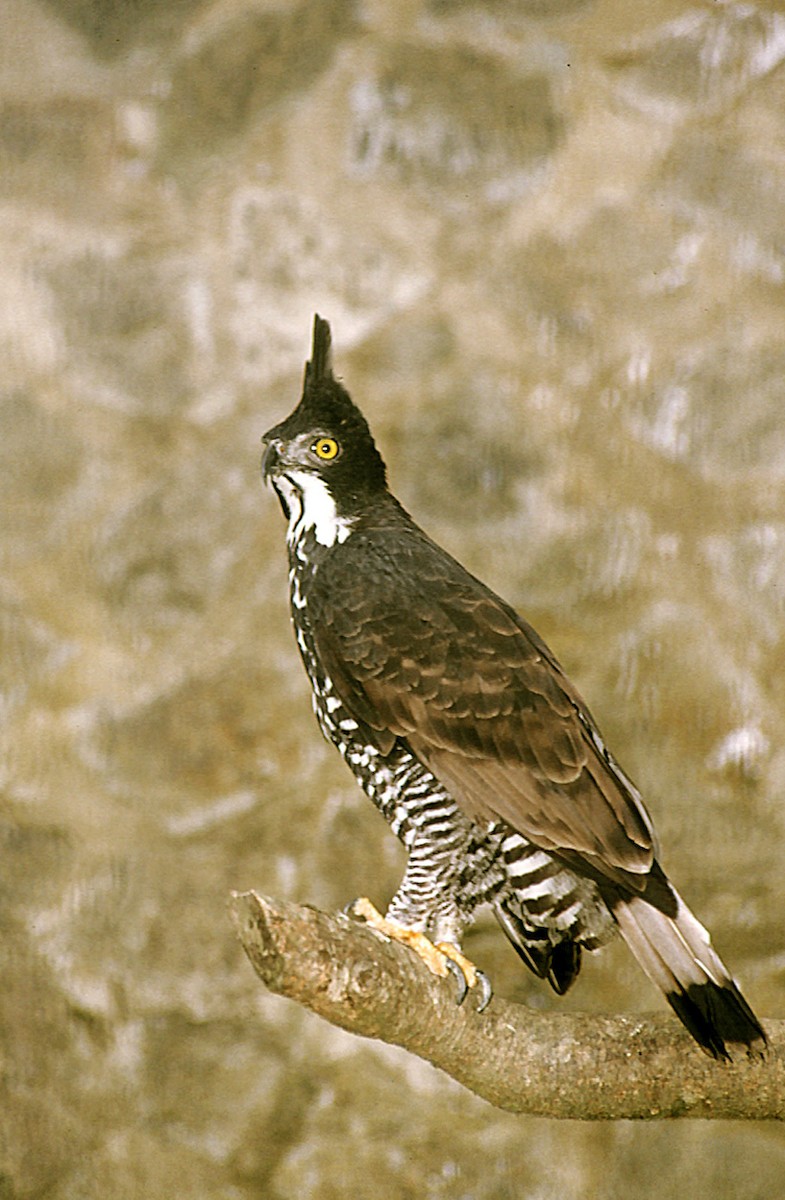 Blyth's Hawk-Eagle - Josep del Hoyo