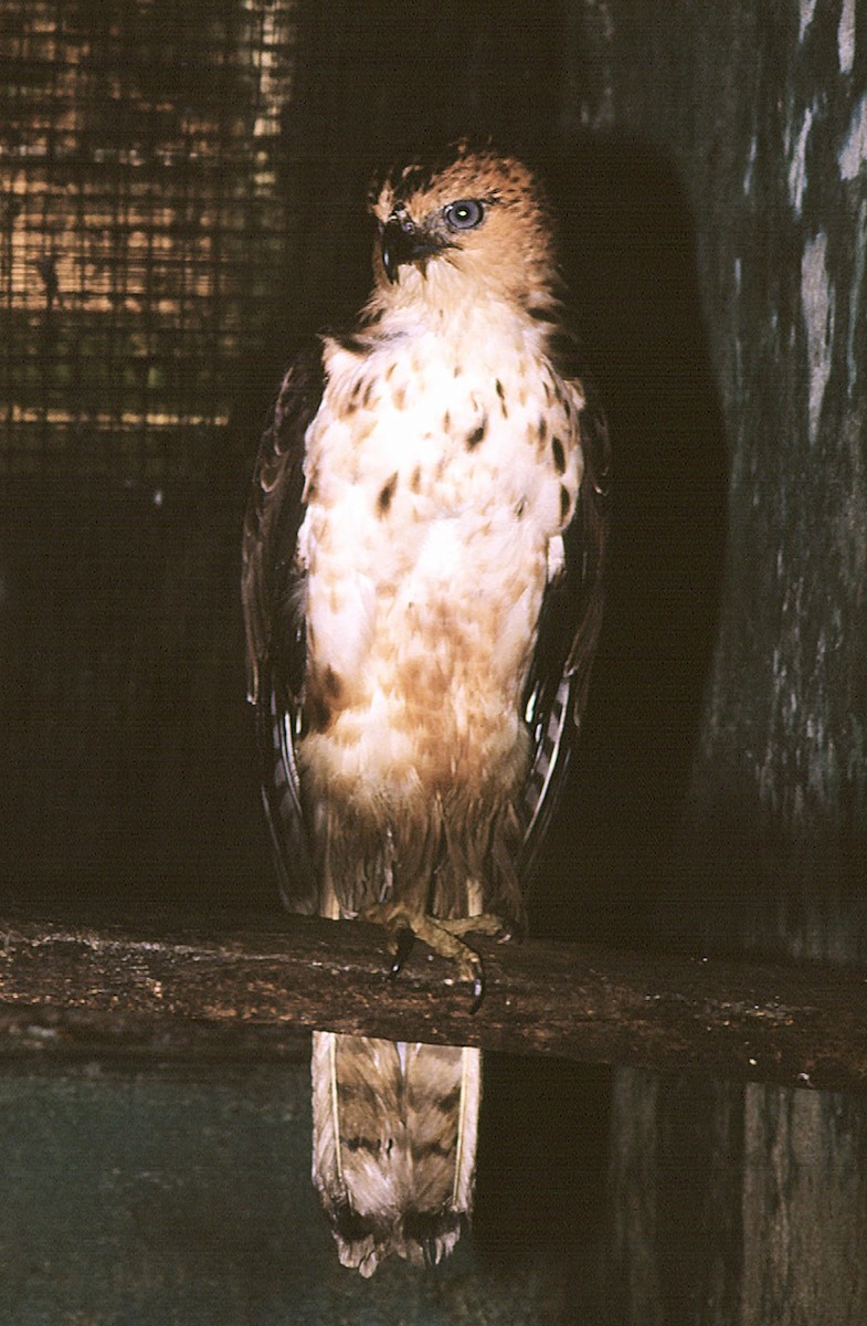 Philippine Hawk-Eagle - Josep del Hoyo