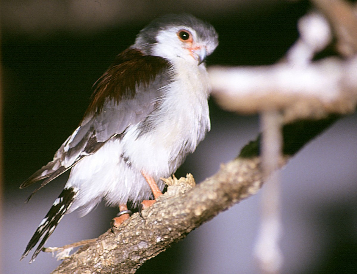 Pygmy Falcon - Josep del Hoyo