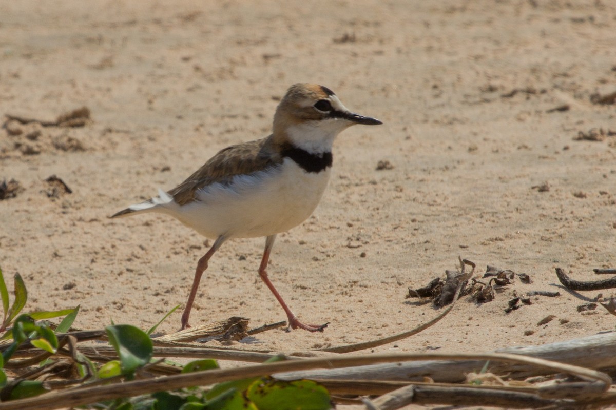 Collared Plover - Lindy Fung