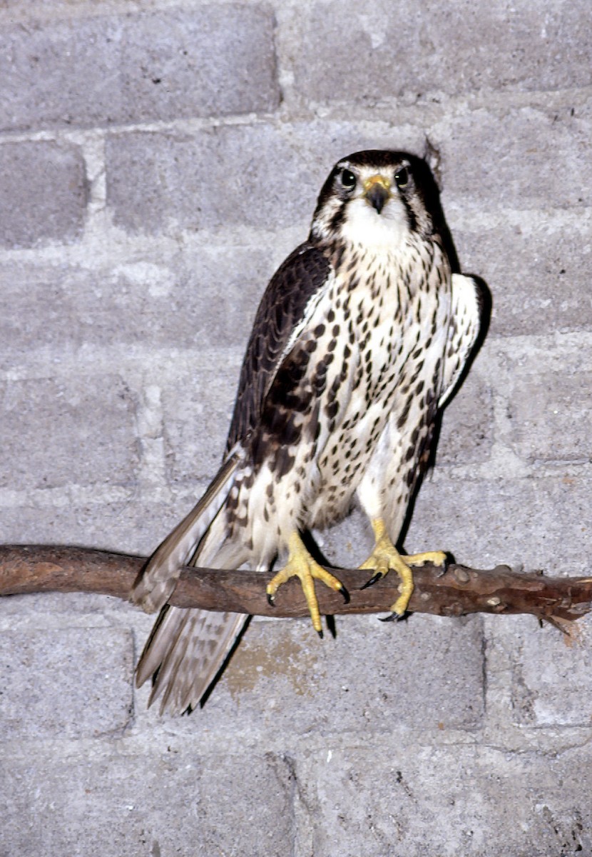 Prairie Falcon - Josep del Hoyo