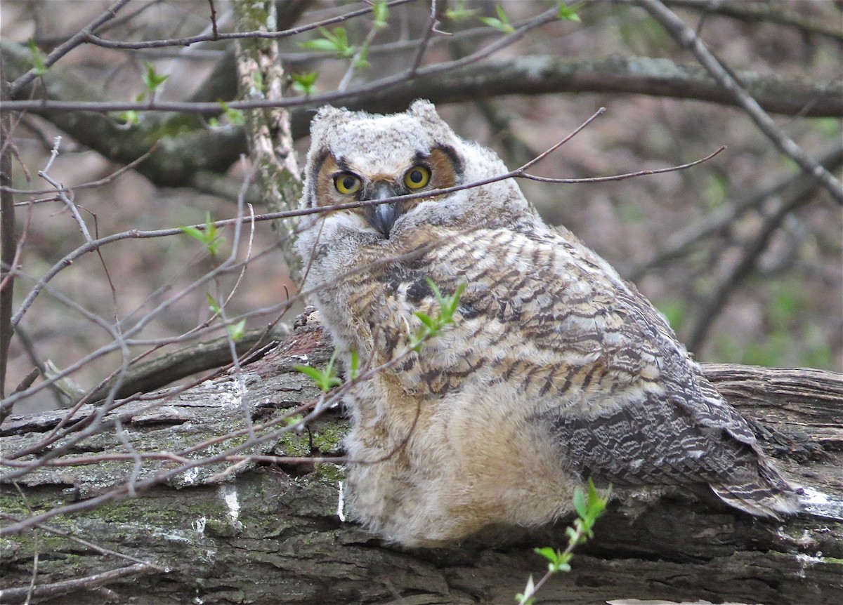 Great Horned Owl - Benjamin Murphy