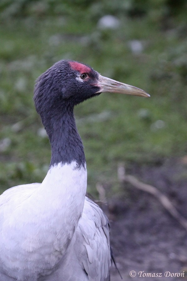 Black-necked Crane - Tomasz Doroń
