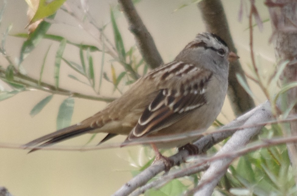 White-crowned Sparrow (Gambel's) - robert beauchamp
