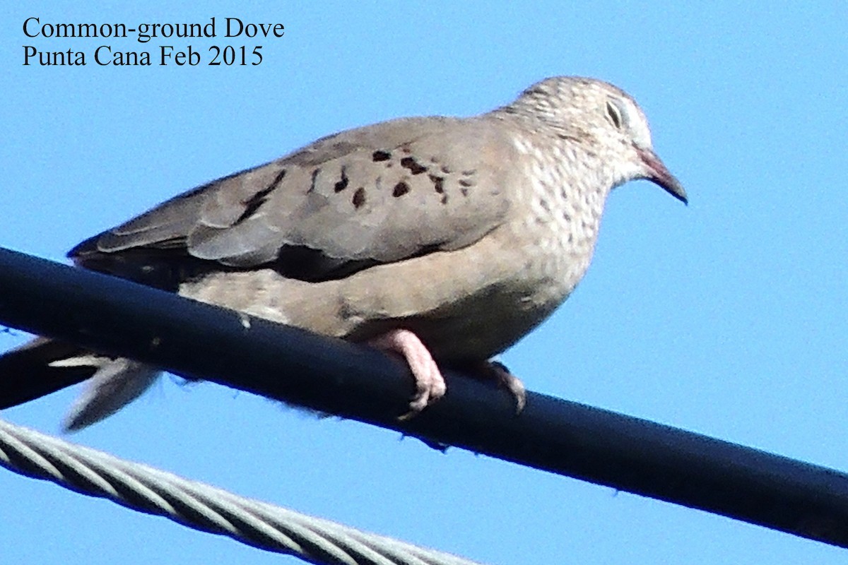 Common Ground Dove - ML70413951