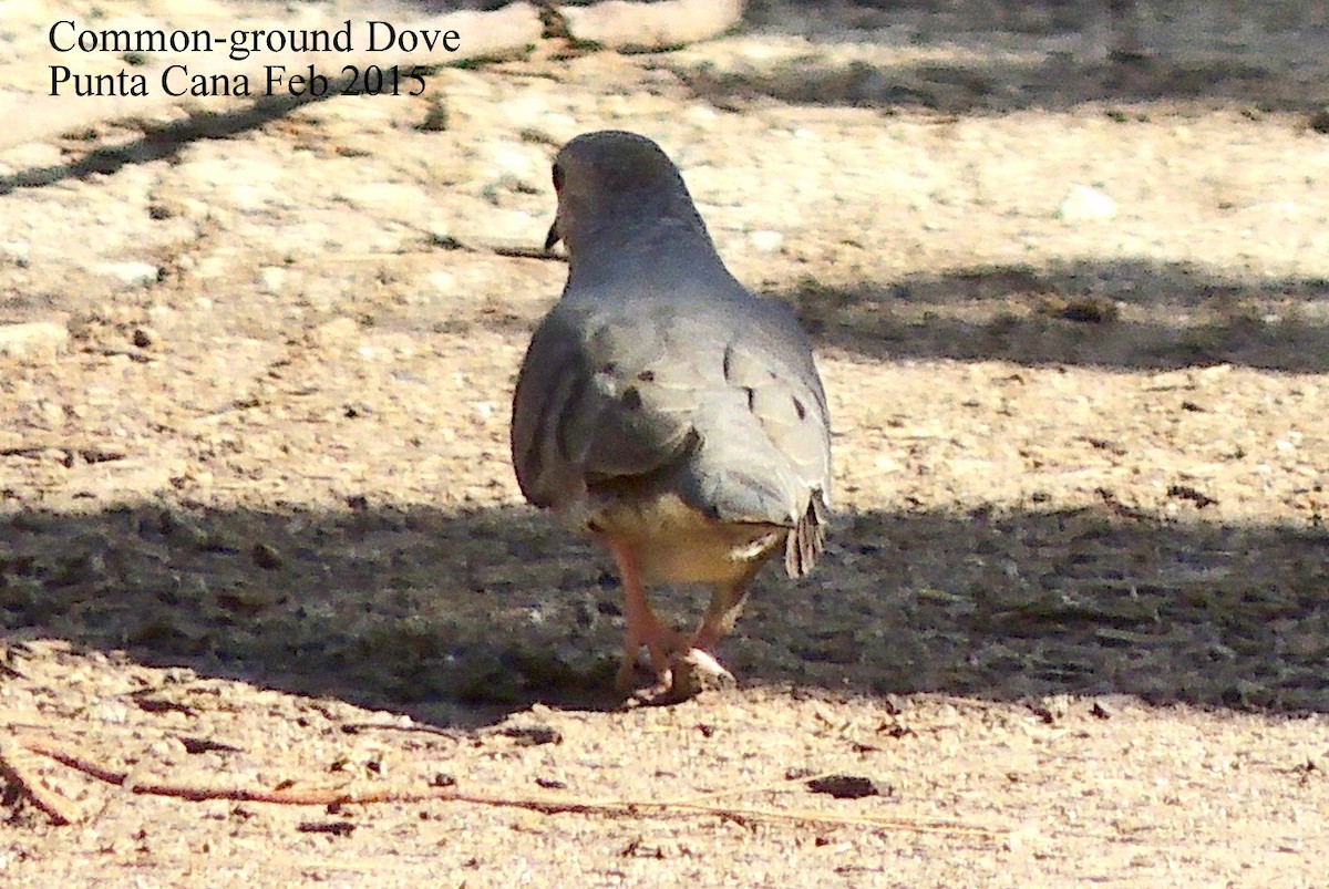 Common Ground Dove - ML70413961