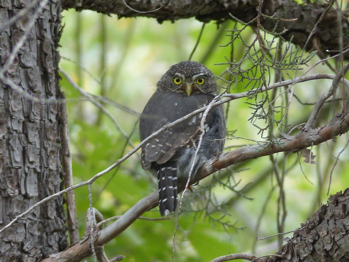 Northern Pygmy-Owl - ML70414101