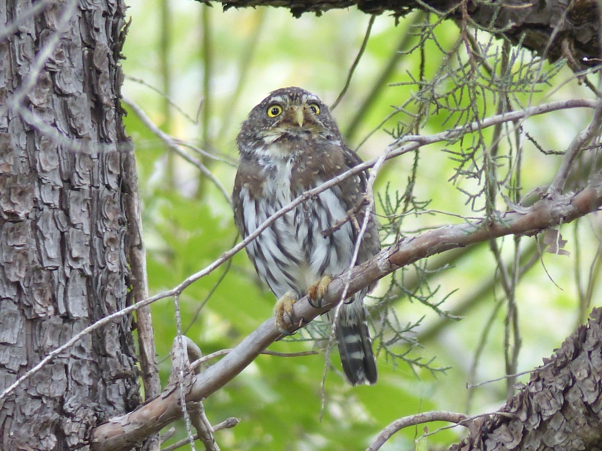 Northern Pygmy-Owl - ML70414111