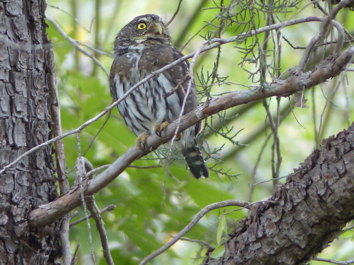 Northern Pygmy-Owl - ML70414121