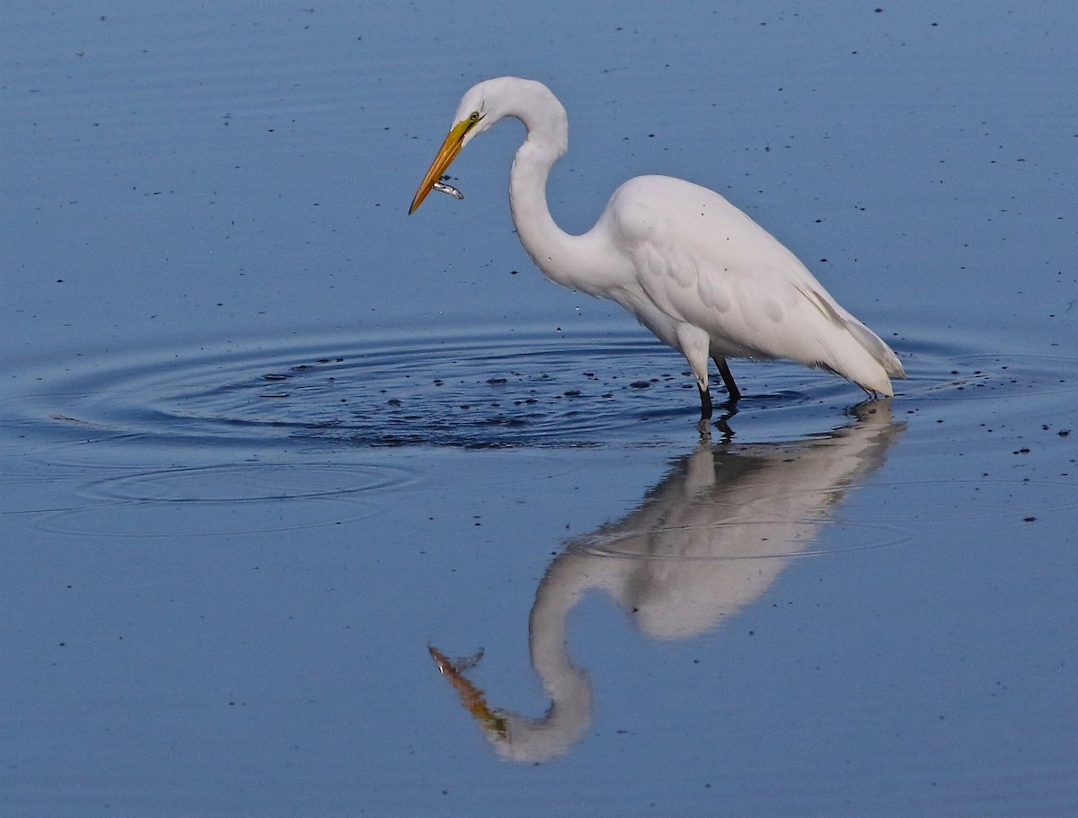 Great Egret - Don Roberson