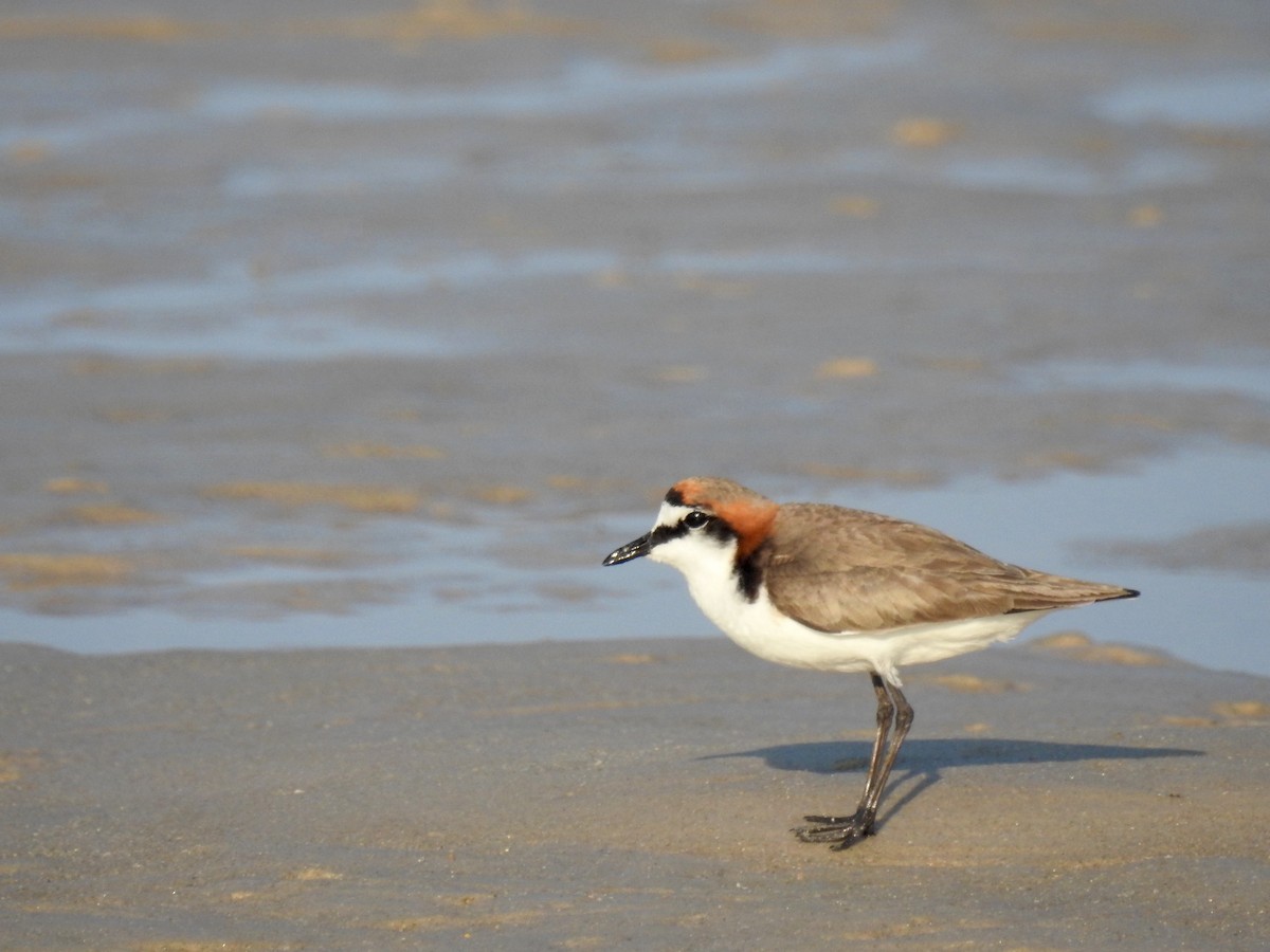 Red-capped Plover - Michael Daley