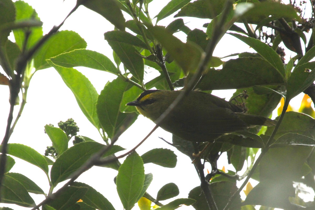 Black-crested Warbler - Juan martinez