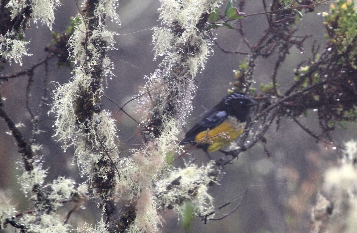 Buff-breasted Mountain Tanager (Buff-breasted) - Juan martinez