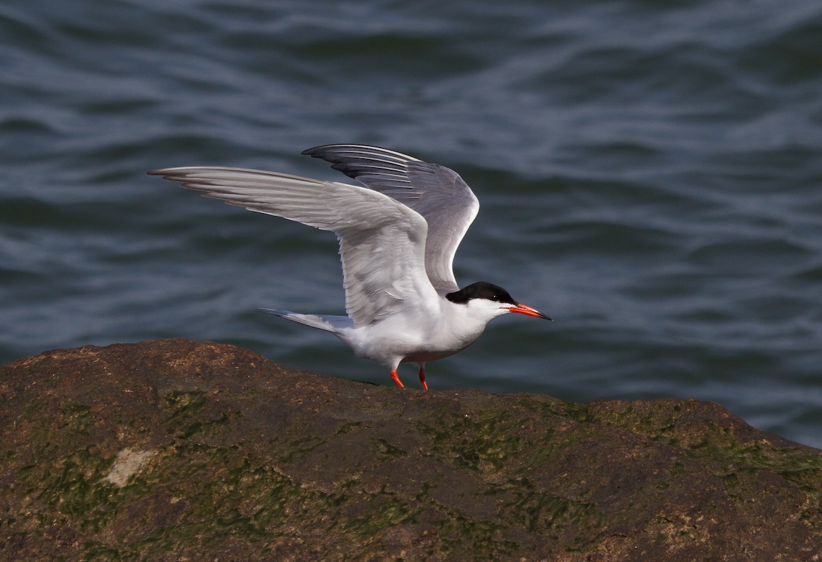 Common Tern - Griffin Richards