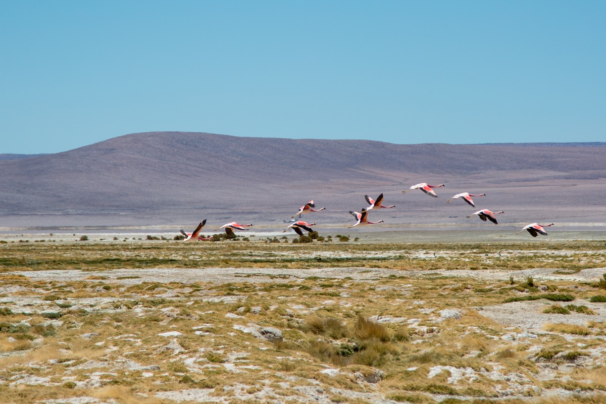 Andean Flamingo - Aidan Goldie