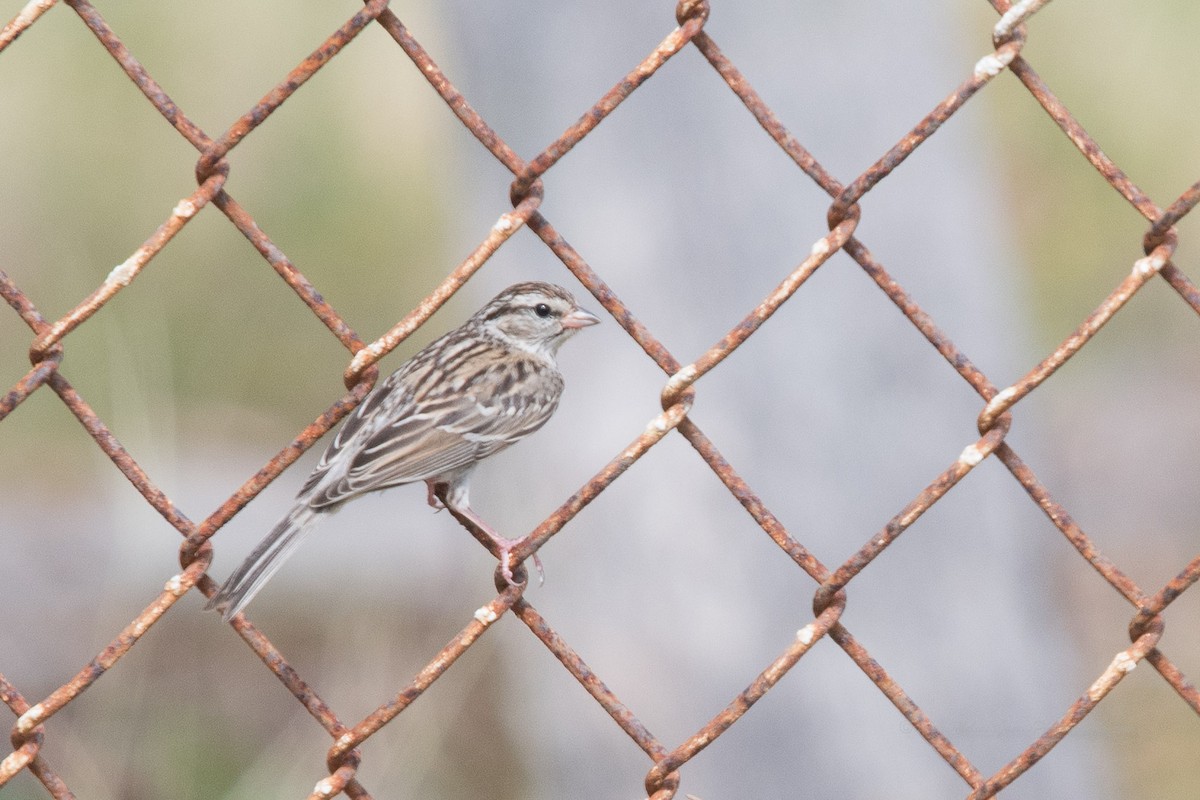 Chipping Sparrow - Melissa James