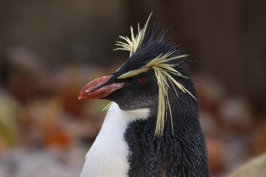 Moseley's Rockhopper Penguin - Tomasz Doroń