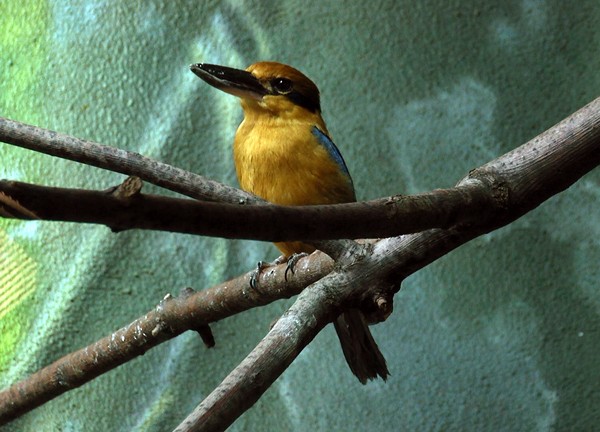 Guam Kingfisher - Josep del Hoyo