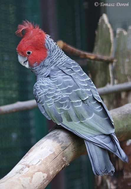 Gang-gang Cockatoo - eBird