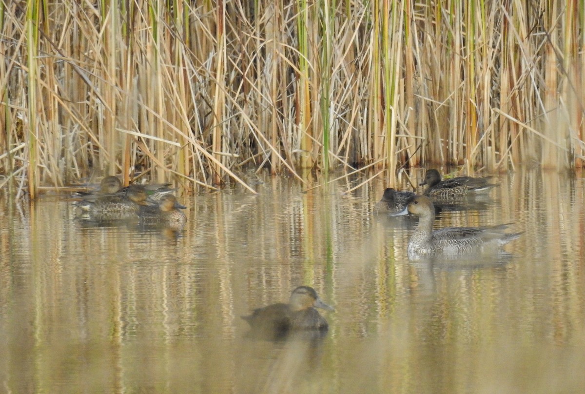 Green-winged Teal - ML70423021