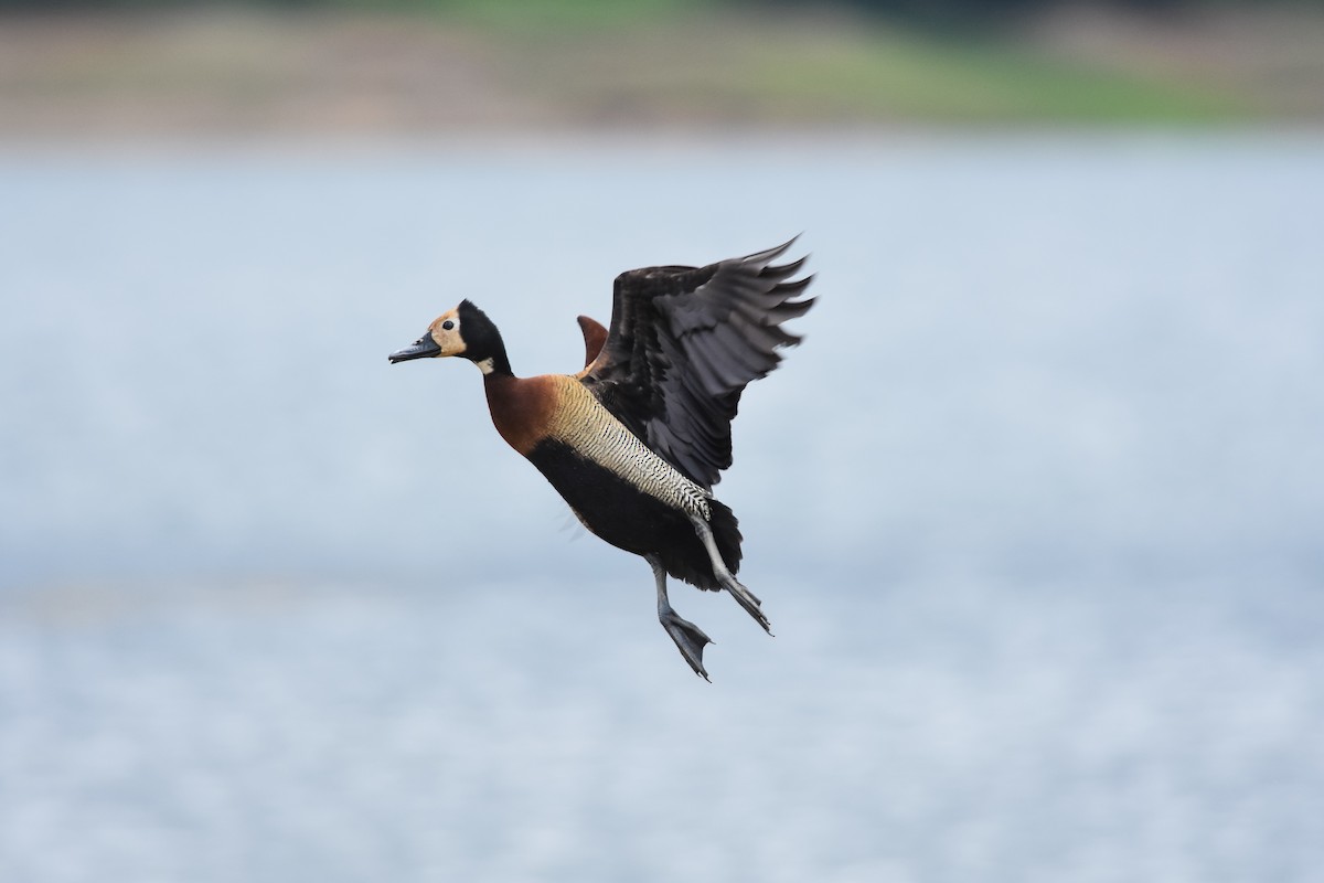 White-faced Whistling-Duck - Daniele Mitchell