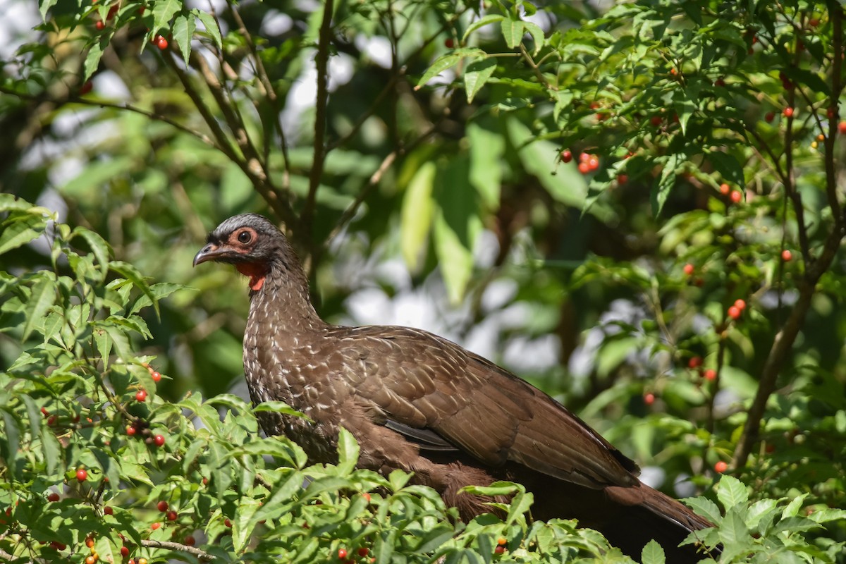Red-faced Guan - Daniele Mitchell