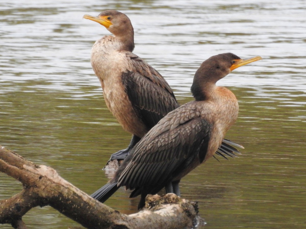 Double-crested Cormorant - Bonnie Kinder