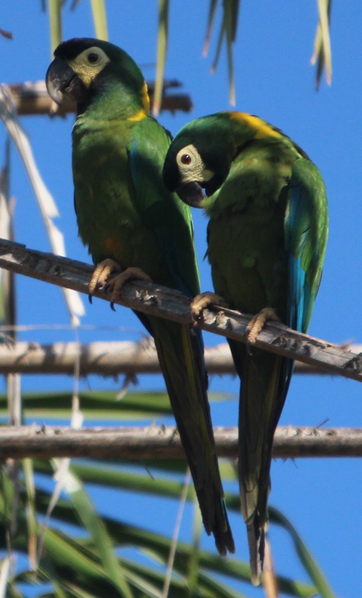 Yellow-collared Macaw - ML704301