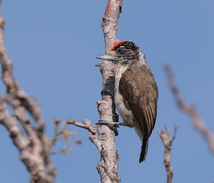 White-bellied Piculet (White-bellied) - ML704308