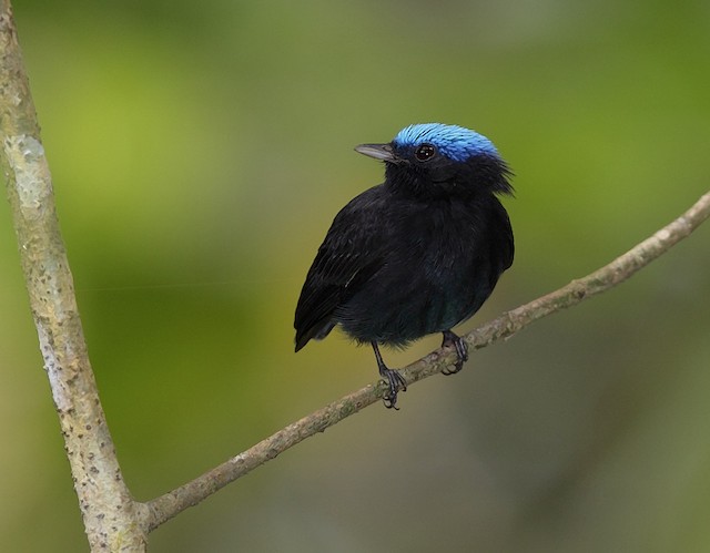 Blue-capped Manakin - eBird