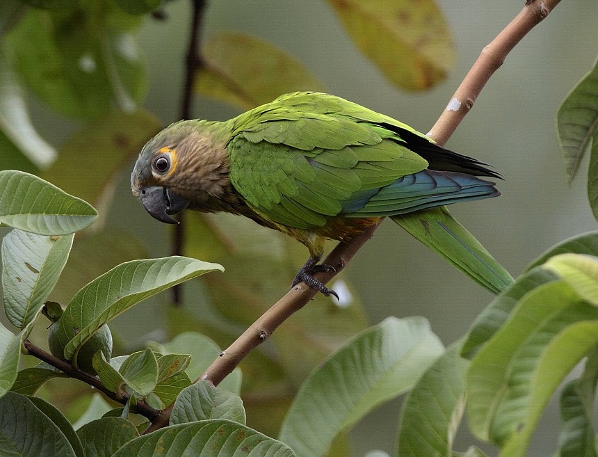 Brown-throated Parakeet - Anselmo  d'Affonseca
