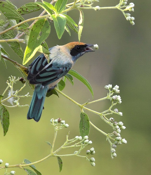 Burnished-buff Tanager (Rufous-crowned) - Anselmo  d'Affonseca
